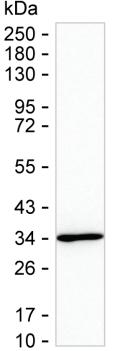 PTGES2